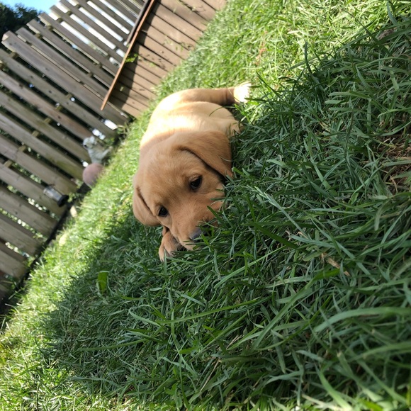 Meet your Posher, Lexi - Picture 1 of 1